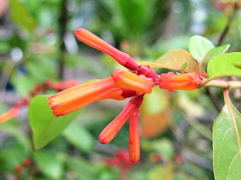 Hamelia patens