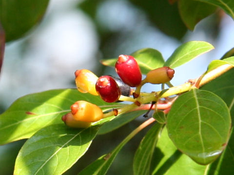 Hamelia patens