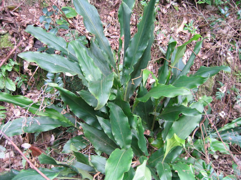 Alpinia japonica