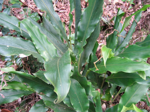 Alpinia japonica