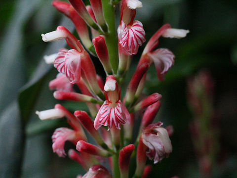 Alpinia japonica