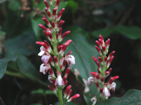 Alpinia japonica