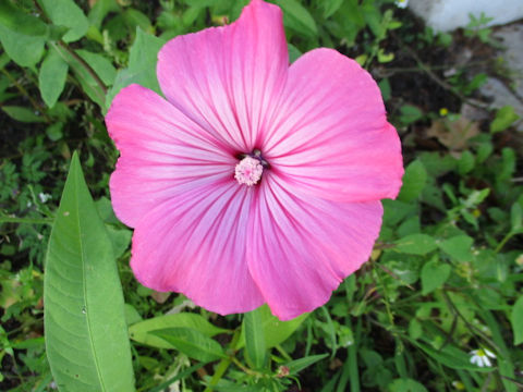 Malva trimestris