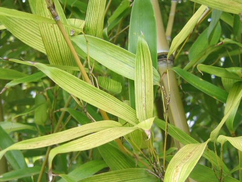 Phyllostachys nidularia