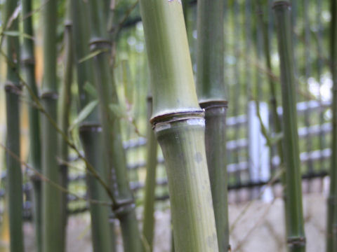 Phyllostachys nidularia