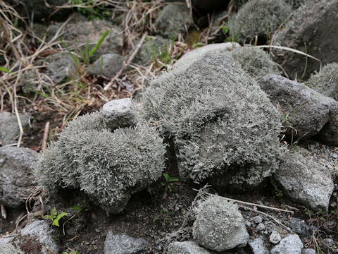 Cladonia rangiferina