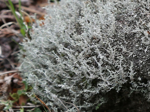 Cladonia rangiferina