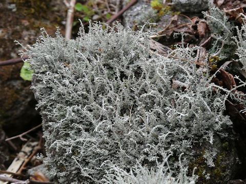 Cladonia rangiferina