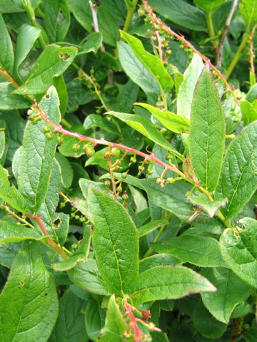 Leucothoe grayana