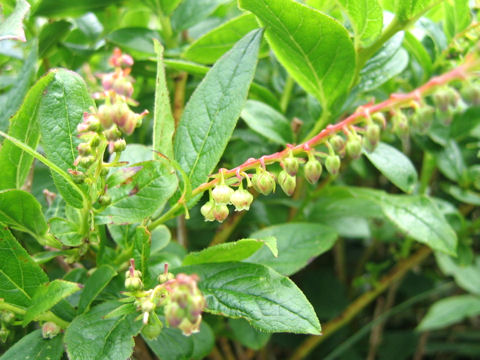 Leucothoe grayana