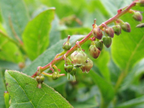 Leucothoe grayana