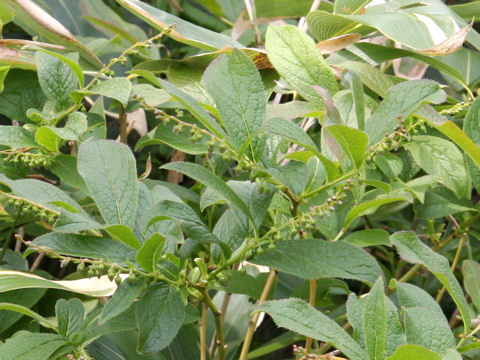 Leucothoe grayana