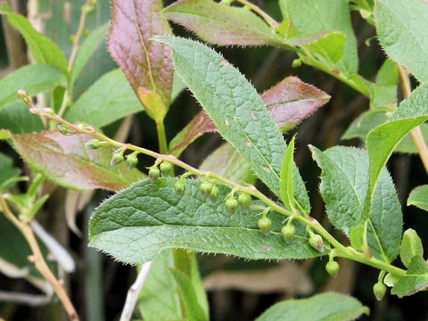 Leucothoe grayana