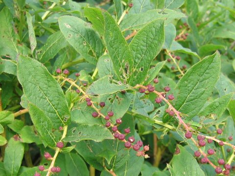 Leucothoe grayana