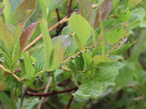 Leucothoe grayana