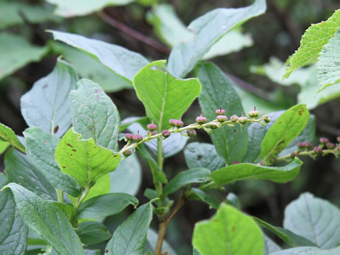 Leucothoe grayana