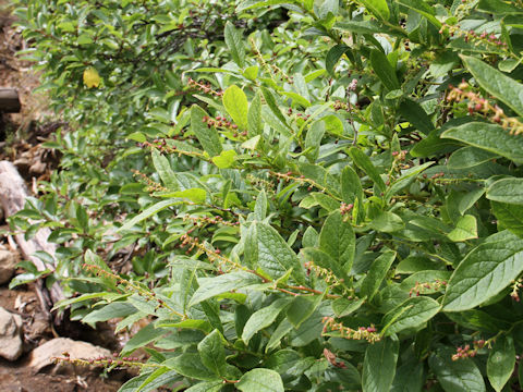 Leucothoe grayana