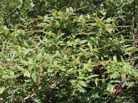 Leucothoe grayana