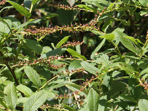 Leucothoe grayana