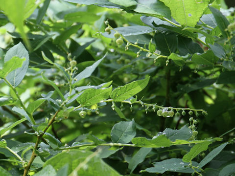 Leucothoe grayana