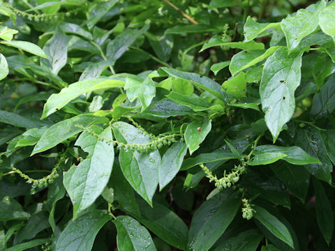 Leucothoe grayana