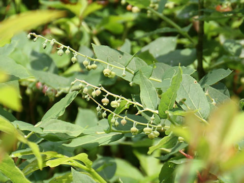 Leucothoe grayana