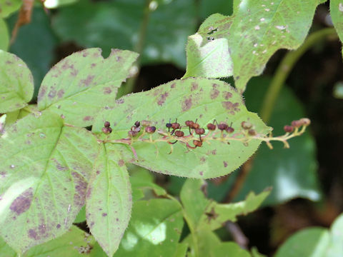 Leucothoe grayana