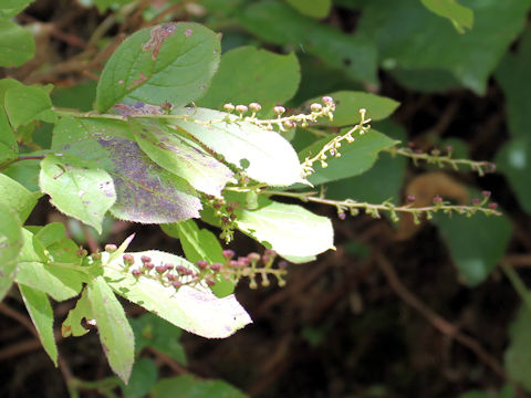 Leucothoe grayana