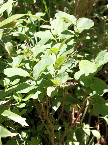 Leucothoe grayana