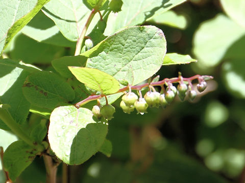 Leucothoe grayana