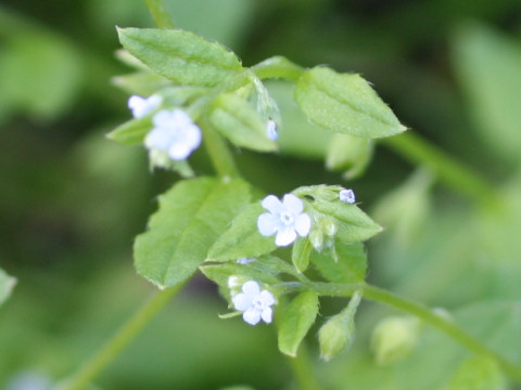 Bothriospermum tenellum