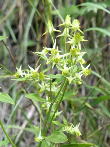 Halenia corniculata