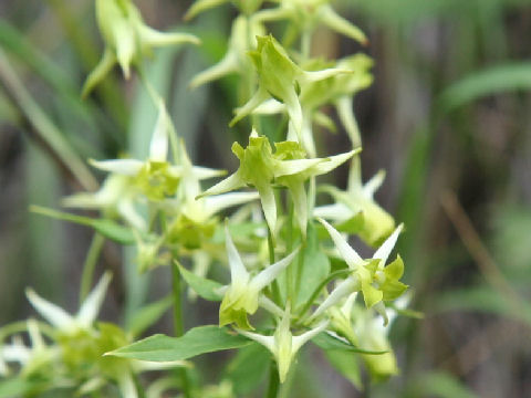 Halenia corniculata