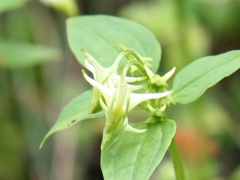 Halenia corniculata