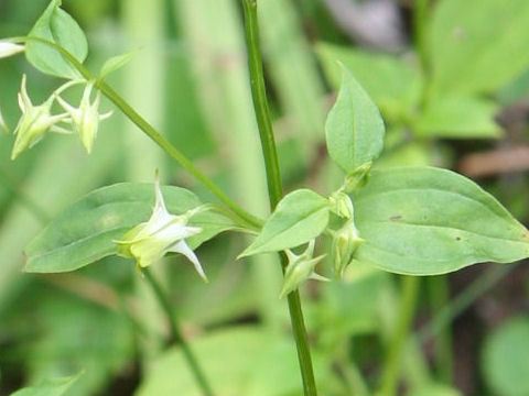 Halenia corniculata