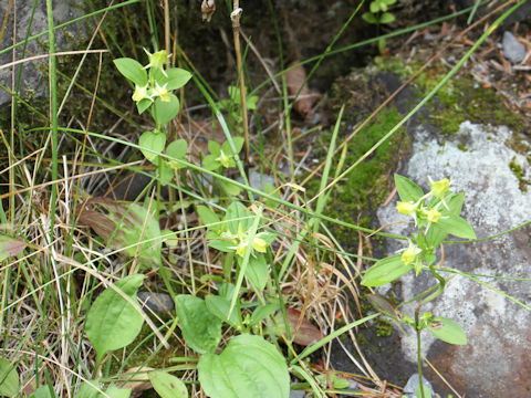 Halenia corniculata