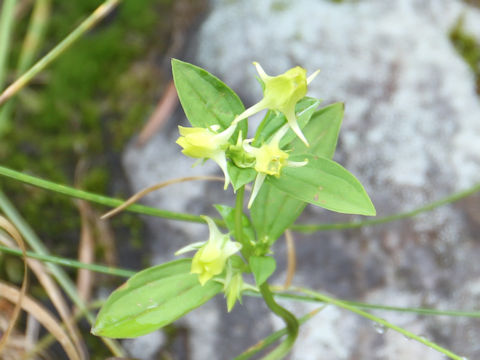 Halenia corniculata