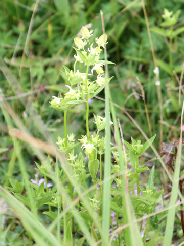 Halenia corniculata