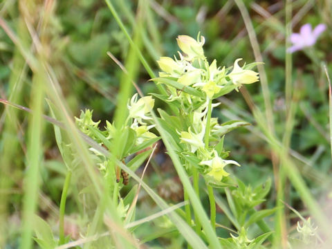 Halenia corniculata