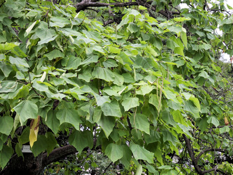 Catalpa speciosa