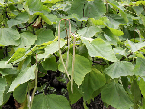 Catalpa speciosa