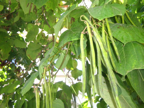 Catalpa speciosa