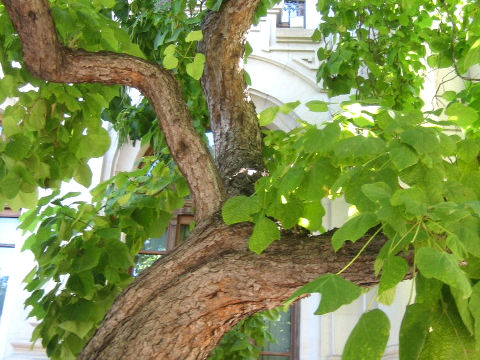 Catalpa speciosa