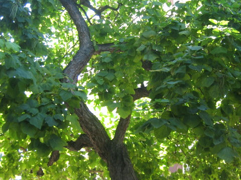 Catalpa speciosa