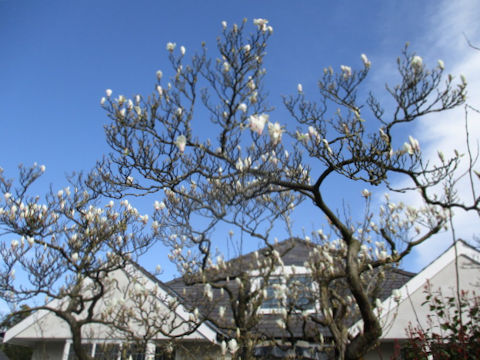 Magnolia x loebneri