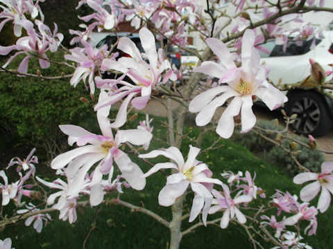 Magnolia x loebneri