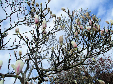 Magnolia x loebneri