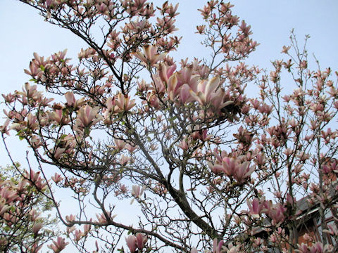 Magnolia x loebneri