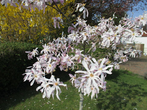 Magnolia x loebneri