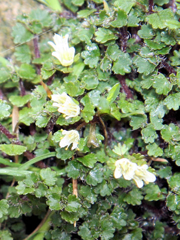 Chrysosplenium album var. stamineum